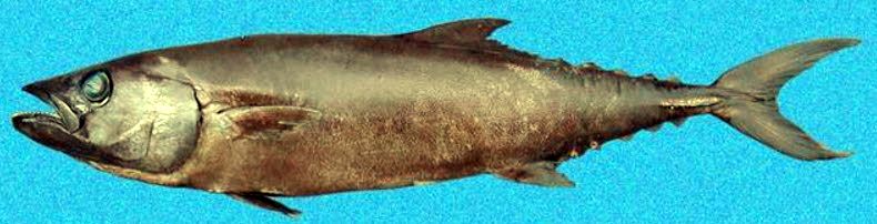 Lepidocybium flavobrunneum_03.jpg